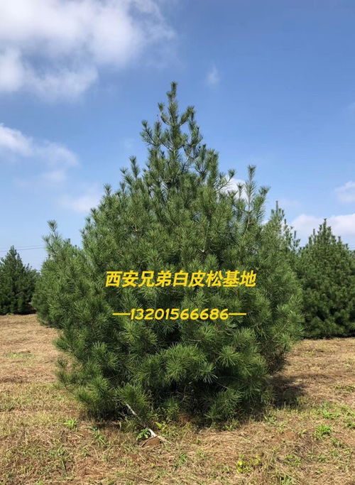 西安興綠白皮松報價表 雞澤