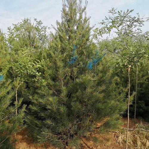 白皮松報價表 山西白皮松