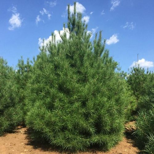 3米白皮松品種純價(jià)格低植株健壯3米白皮松基地出售種植基地3米白皮松