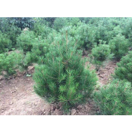 泰景苗木(圖)-1.5米白皮松報價-1.5米白皮松