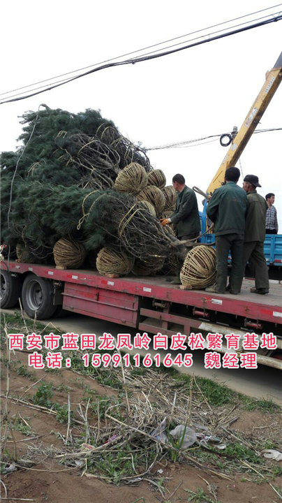 主頁 產品展示 白皮松更適合生長在哪些環境  恭喜你,收藏成功!