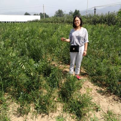產(chǎn)品標(biāo)簽  |果樹苗白皮松蘋果樹