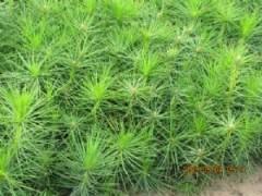 容器白皮松小苗圖片,容器白皮松小苗高清圖片 山西絳縣錦繡苗圃,