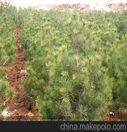 初加工材料>農(nóng)產(chǎn)品>綠化苗木>喬木>優(yōu)質(zhì)白皮松 白皮松價(jià)格 白皮松規(guī)格