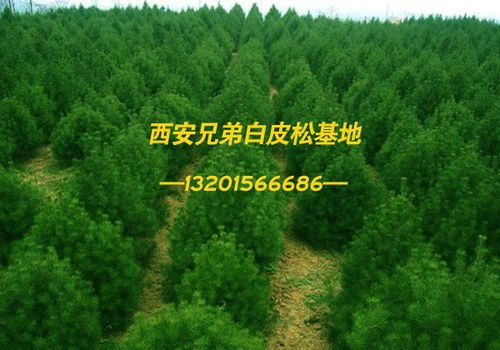 陜西寶雞鳳翔五曲灣白皮松信譽保證 裕華新聞