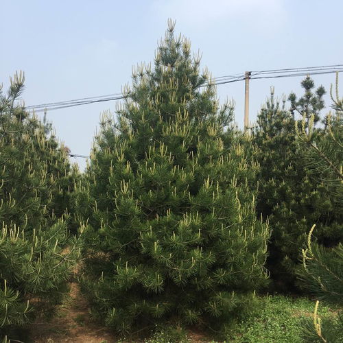 石家莊鹿泉高6米白皮松精品價格合理
