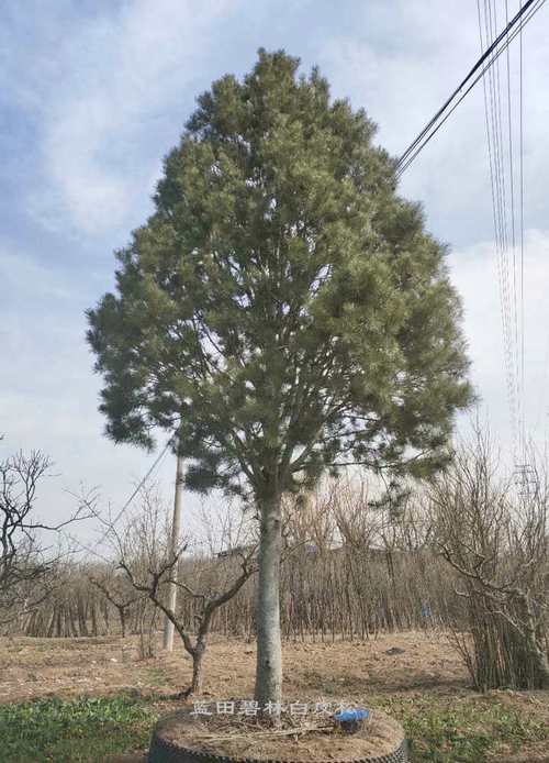 10米白皮松一級貨價格 - 大規格白皮松 - 產品展示 - 藍田碧林苗木