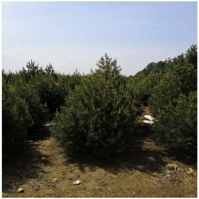 泰安白皮松樹苗種植基地 一米白皮松多少錢一棵