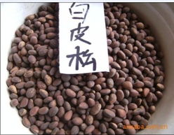 白皮松種子 朱紀旭