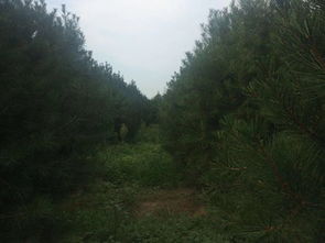 3米白皮松 泰景苗木 在線咨詢 3米白皮松批發價
