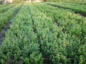 石榴規格報價由全國最大的白皮松 速生楊基地提供
