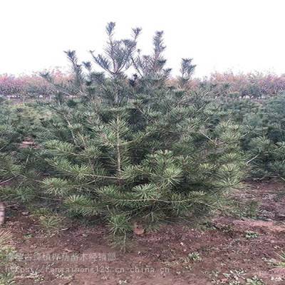 產品標簽|綠化白皮松苗木白皮松培育基地1米白皮松價    格訂貨量