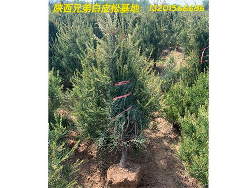 白皮松小苗報(bào)價(jià) 近期報(bào)價(jià)表 肥城在線