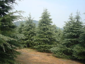 供應雪松圖片 高清圖 細節圖 重慶市巴南區松欣花木種植場 