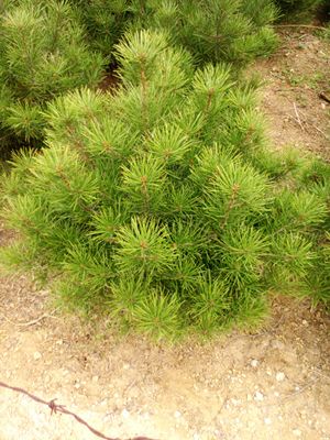 產品中心-山東廣源白皮松苗木網(侯寶鎮)