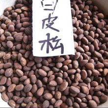 供應白皮松種子 白皮松籽 白皮松種子價格 優質苗木種子供應商