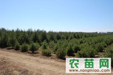 25米白皮松3米白皮松4米白皮松5米白皮松價格