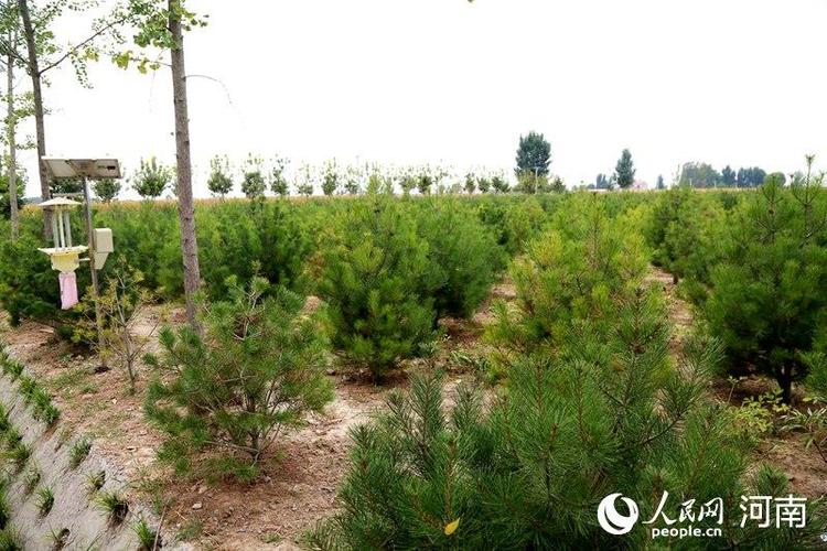 白皮松種植基地 于思遠(yuǎn) 攝