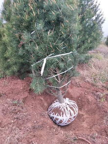 陜西西安白皮松基地 陜西白皮松批發價格 白皮松產地批發價格