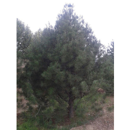 松之源藍田白皮松基地(圖)-白皮松苗圃-白皮松