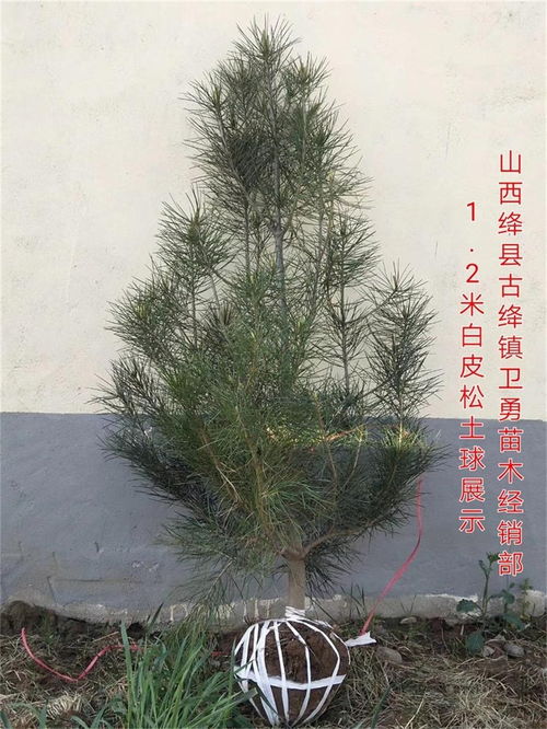 欒川白皮松多少錢一棵