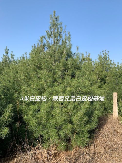 西安白皮松求購信息多少錢 井陘