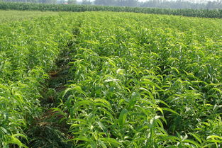 江蘇桃苗 江蘇桃苗 櫸樹種植綠化基地