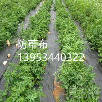【安慶苗木種植防草布鋪設及施工】-