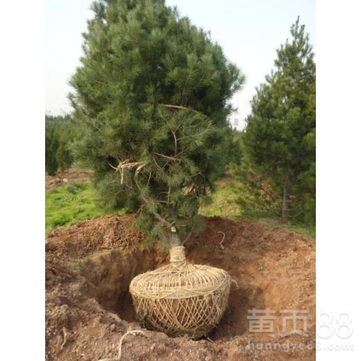 【湖南銷售白皮松品質優良】- 