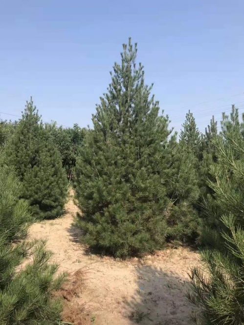 出售3米白皮松 3米白皮松價格 基地直供 全國可發貨