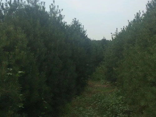 山東2米白皮松 泰景苗木 山東2米白皮松批發價