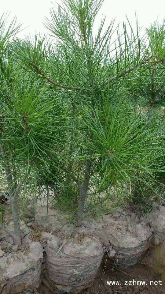 50營養杯白皮松規格報價由運城廣源苗木合作社提供