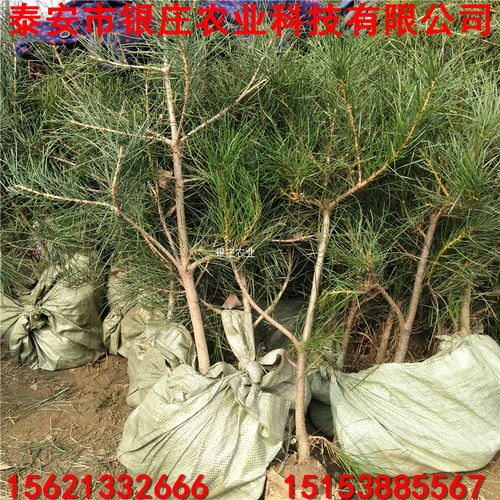 【批發一年生白皮松樹苗白皮松樹批發】- 