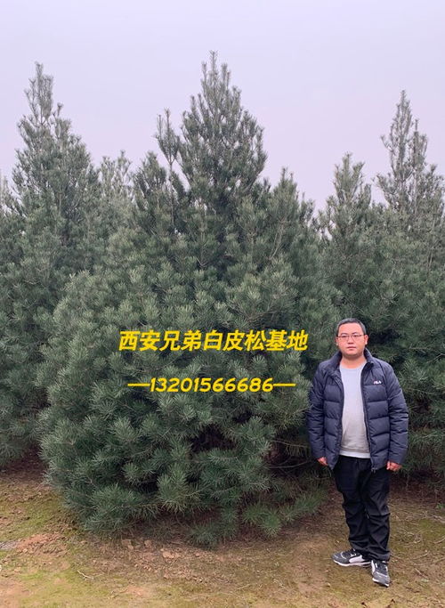 苗木求購白皮松1.8米好不好 巨野