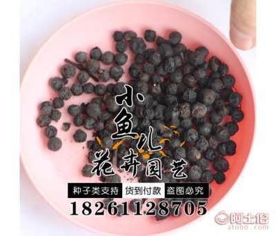 【批發小葉樸樹種子價格廠家直銷小葉樸樹種子銷售包發芽】沭陽縣扎下鎮小魚兒花卉園藝場 - 產品庫