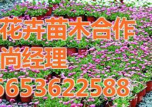 【芳青花卉苗(圖)_園林常用宿根花卉_宿根花卉】,價格,廠家,供應商,花木,青州市芳青花卉苗木專業合作社 - 產品庫 - 阿土伯交易網