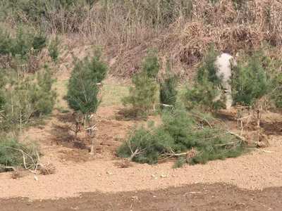 藍田鈺尚白皮松基地