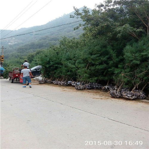 泰安華山松基地 華山松批發價格