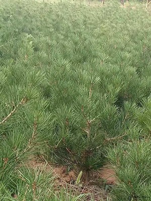 1米白皮松價格X新1米白皮 白皮松多少錢一顆