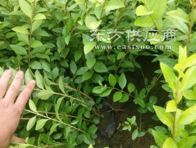 濮陽綠化苗木 綠化苗木廠家 華茂花卉苗木圖片