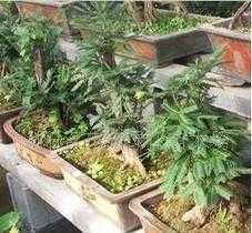 古樹樁盆景,花卉盆景,各種花木喬木_農副產品_世界工廠網中國產品信息庫