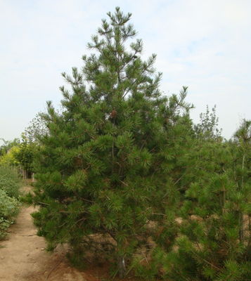 甘肅矮櫻種植基地