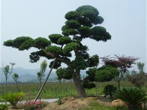 陜西藍田白皮松