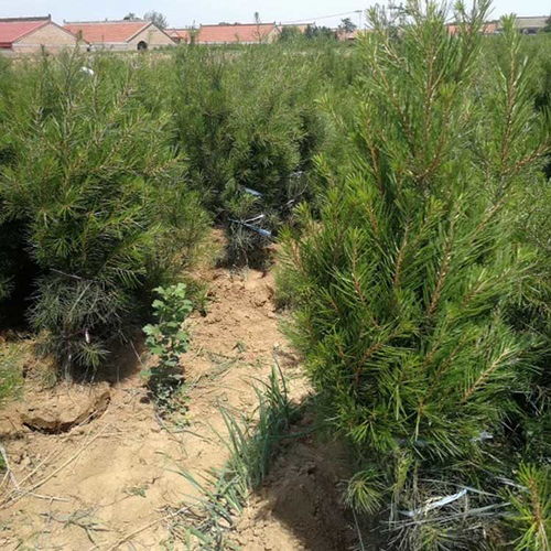 【山西白皮松1.5米占地白皮松產地價格】- 
