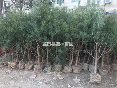 藍田盛林白皮松 80起步營養缽白皮松價格