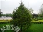 供應陜西白皮松銷售基地 白皮松報價 白皮松幼苗的培植 白皮松的莖_農副產品_世界工廠網中國產品信息庫