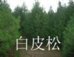 求購白皮松批發 可靠的求購白皮松廠家貨源 供應信息