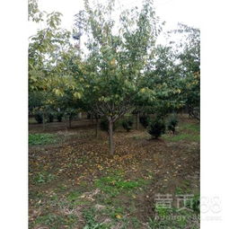 【白皮松,華山松,雪松--山東泰安鑫波苗木基地】-