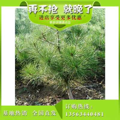 廠家專業批發優質白皮松樹 園林觀賞綠化用白皮松樹 山東綠化苗