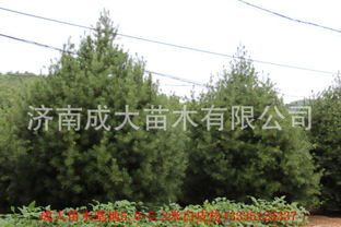 山東泰安白皮松哪里好